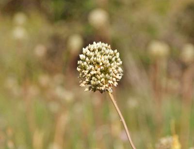 Прикрепленное изображение: IMGP6549.jpg